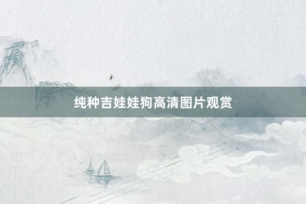 纯种吉娃娃狗高清图片观赏